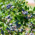 Do Blueberry Bushes Lose Their Leaves In Winter?
