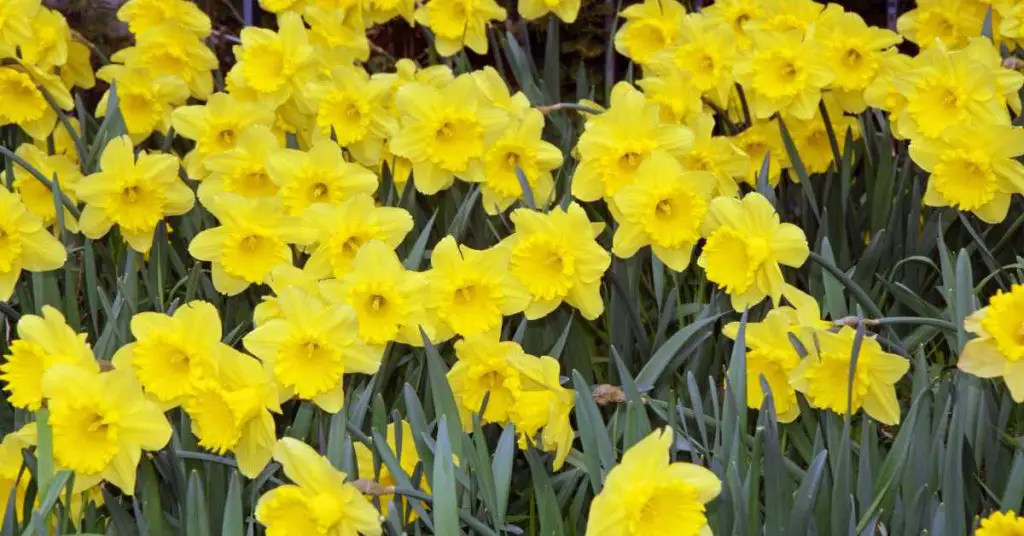 When to Cut Back Daffodils
