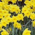 When to Cut Back Daffodils?