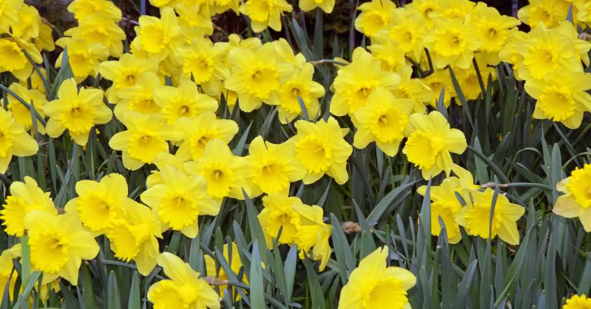 When to Cut Back Daffodils?