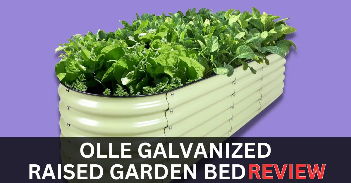 Olle Galvanized Raised Garden Bed Review: Is It Worth the Investment?