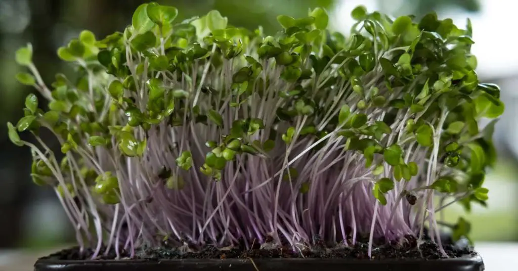 How To Grow Microgreens For Beginners