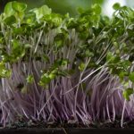 How To Grow Microgreens For Beginners (Secrets to Success)