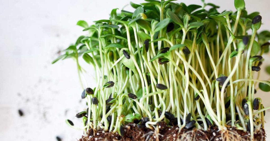 Are Microgreens and Sprouts the Same Thing