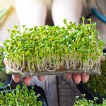 Are Microgreens and Sprouts the Same Thing?