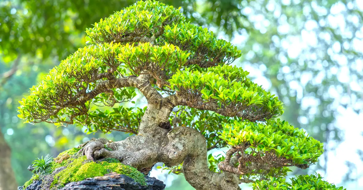 Can Bonsai Trees Be Grown Indoors?