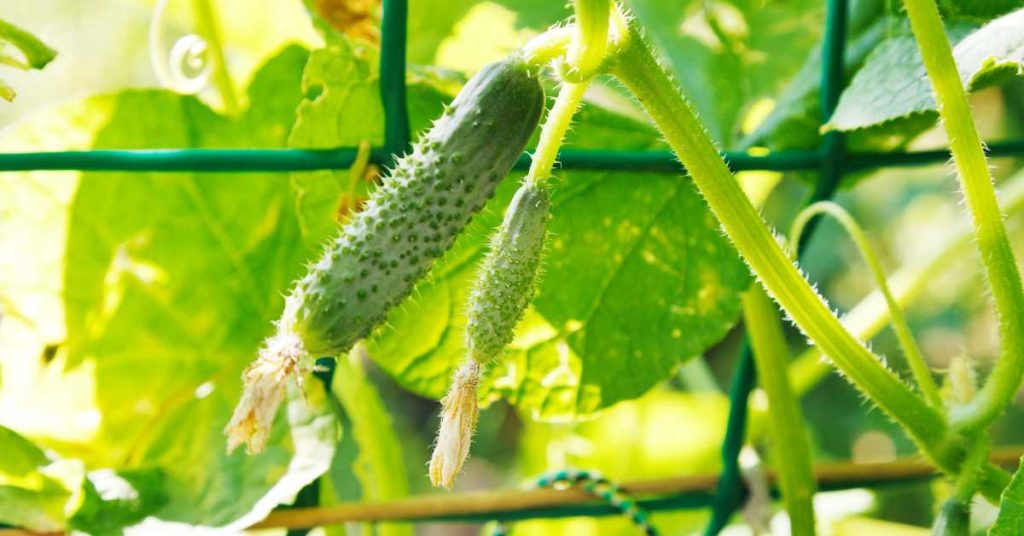 Can you grow cucumbers in a raised bed
