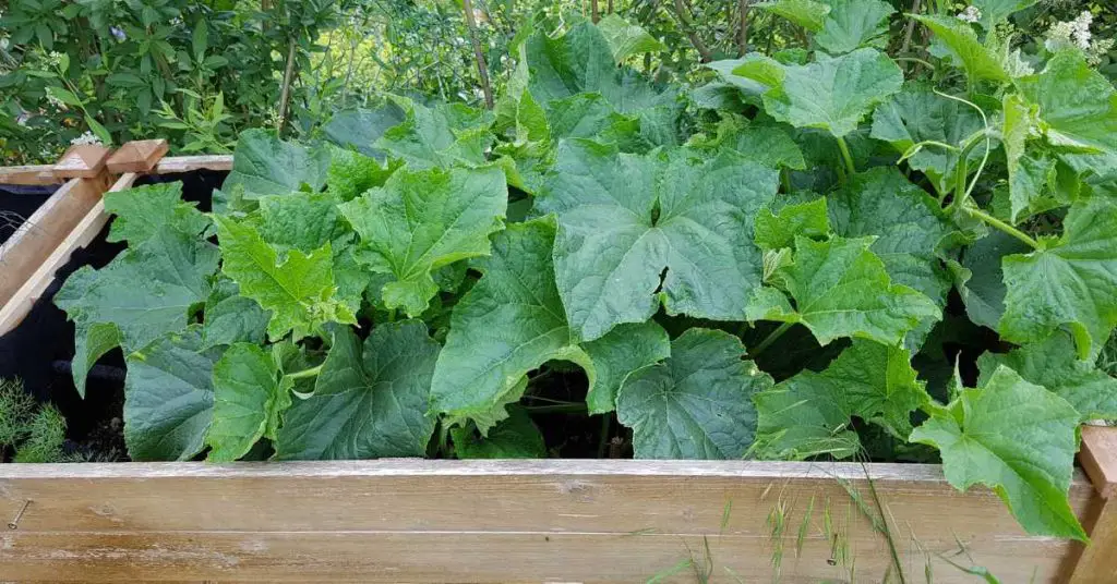 Can you grow cucumbers in a raised bed