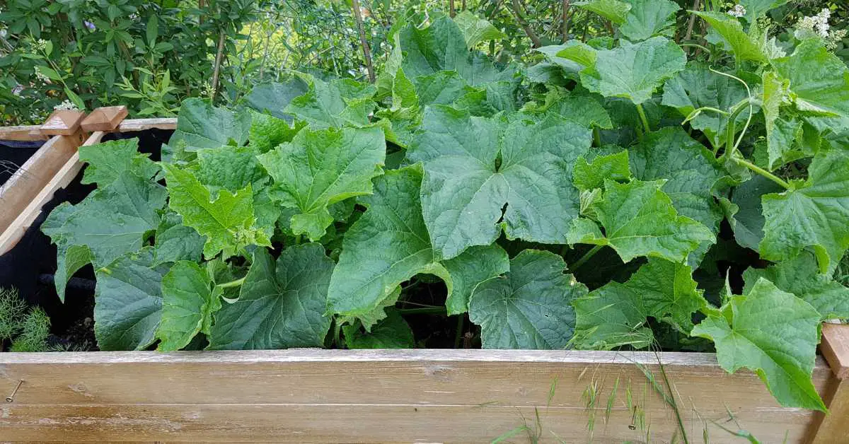 Can You Grow Cucumbers in a Raised Bed?