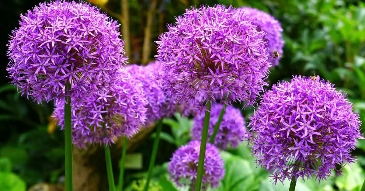 17 Flowers That Are Easy To Grow From Seed