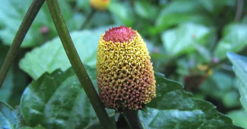 unique edible plants