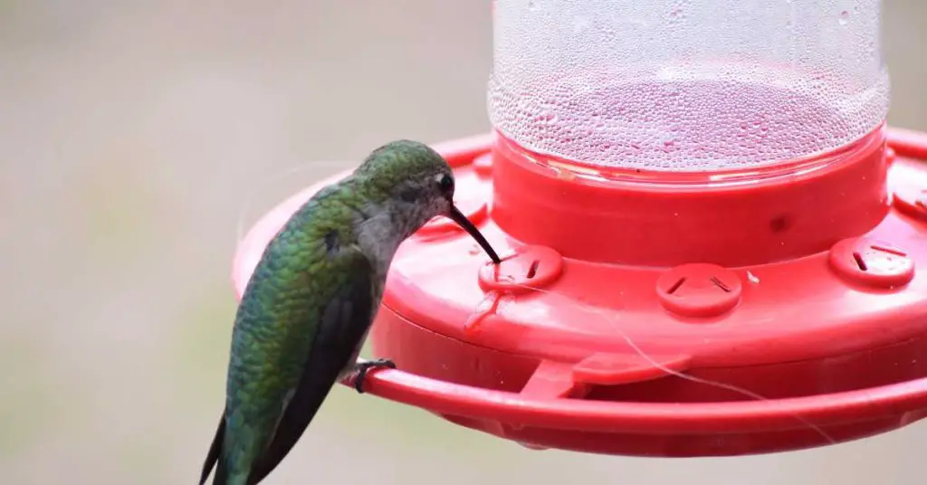 How To Attract Hummingbirds To A Feeder In Texas
