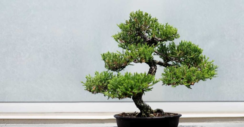 are bonsai trees real trees