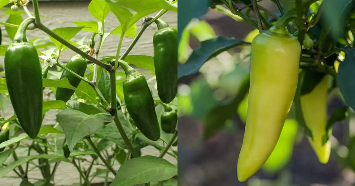 Banana Peppers Vs Jalapeno Peppers: What’s The Difference?