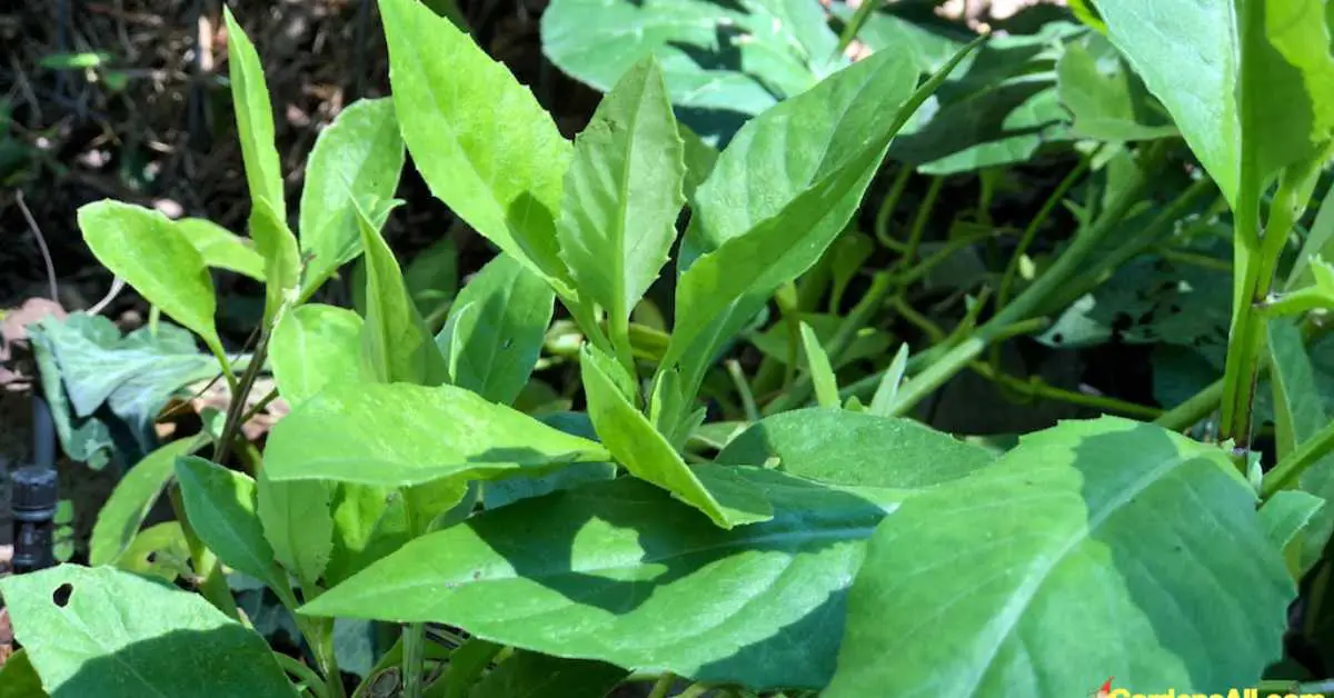 Longevity Spinach: How To Grow Gynura Procumbens