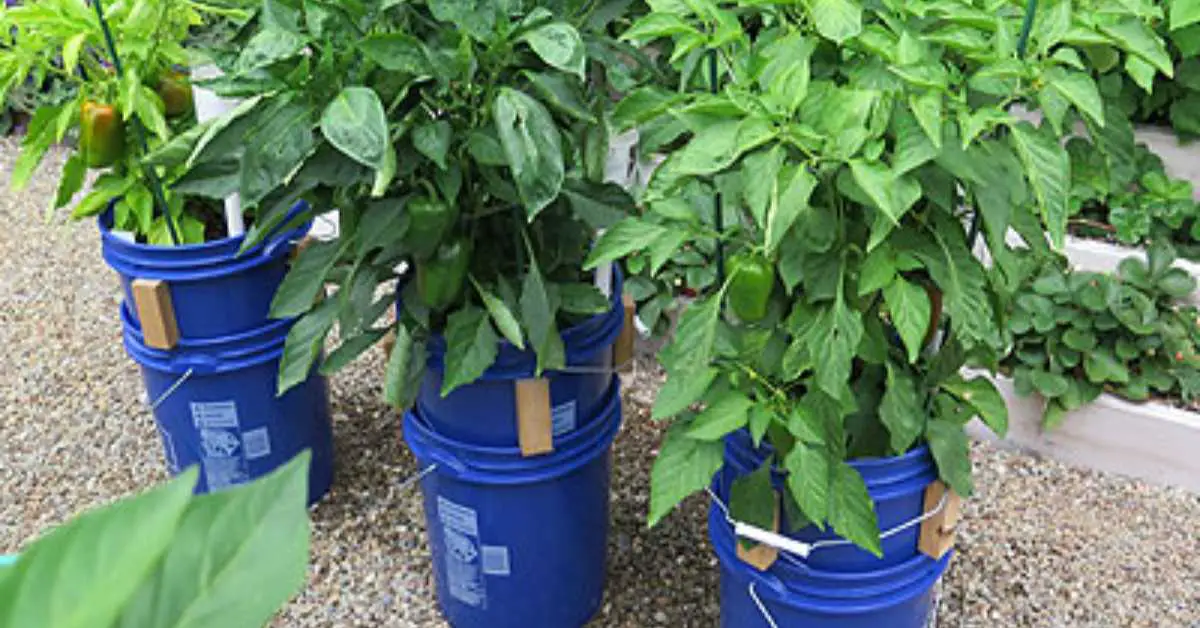 Bucket Gardening: What Is It and How To Use It To Grow Food?