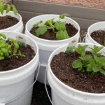 5 Gallon Bucket Garden Ideas: Unique Ways To Grow Vegetables In 5 Gallon Buckets