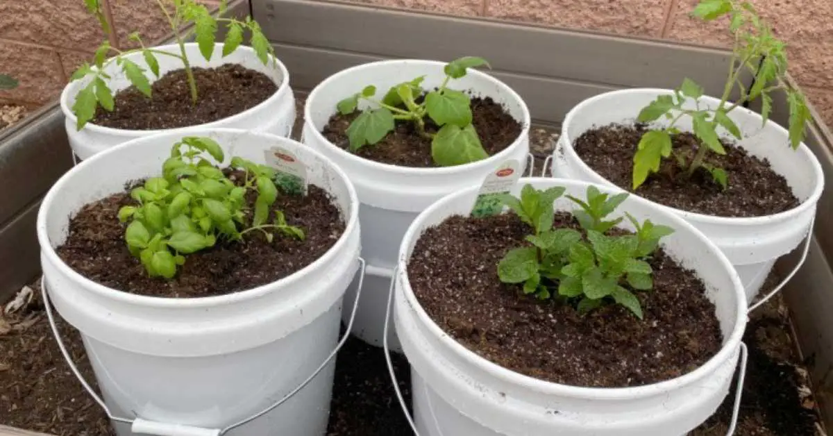 5 Gallon Bucket Garden Ideas: Unique Ways To Grow Vegetables In 5 Gallon Buckets