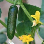 How to Grow Cucumbers in Containers: A Beginner’s Guide