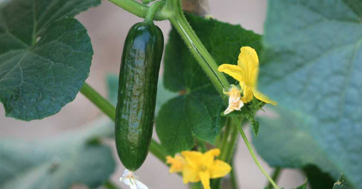 How to Grow Cucumbers in Containers: A Beginner’s Guide