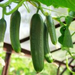 How To Grow Cucumbers Vertically