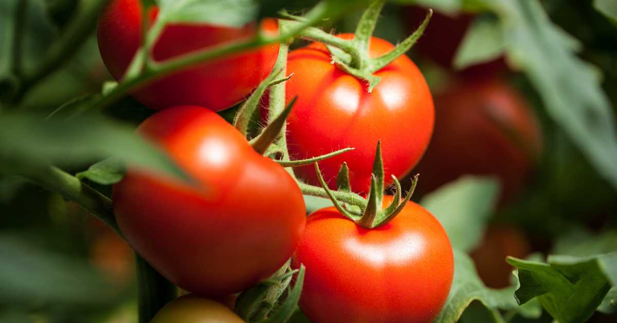 How To Grow Cherry Tomatoes From Slices