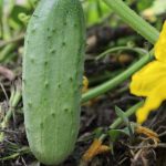 How To Grow Cucumbers From Seeds
