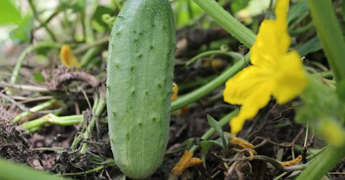 How To Grow Cucumbers From Seeds