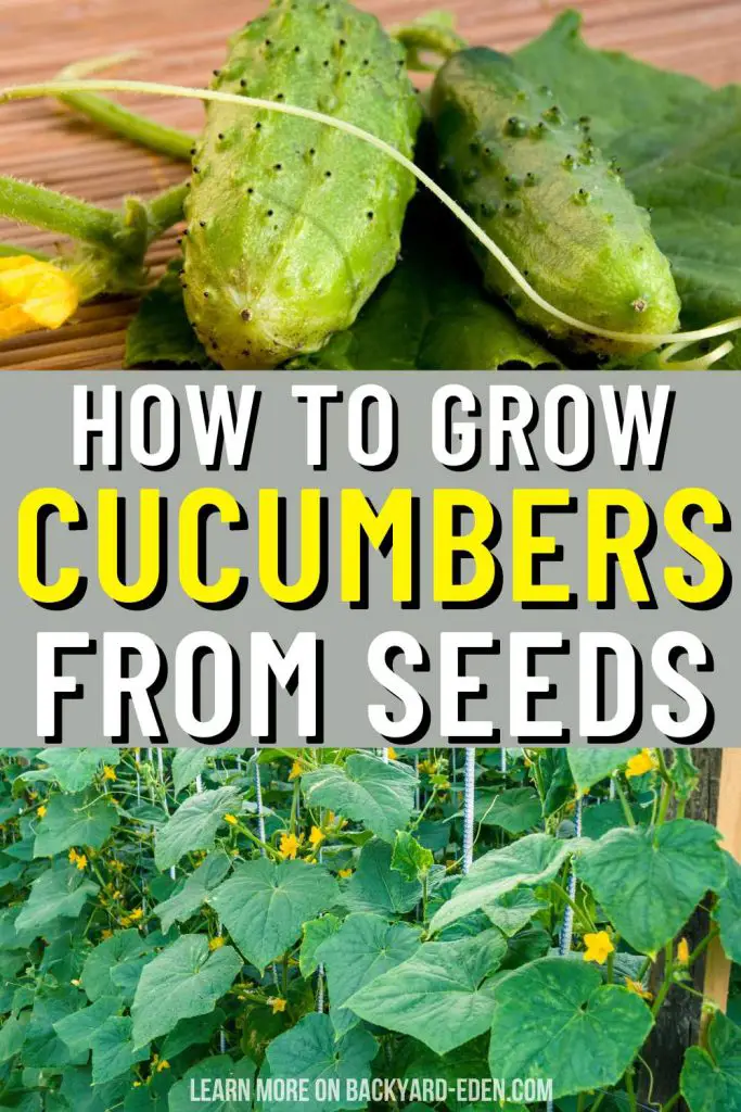 how to grow cucumbers from seeds