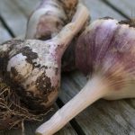 How To Grow Garlic (The Complete Guide)