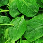 How To Grow Spinach Indoors
