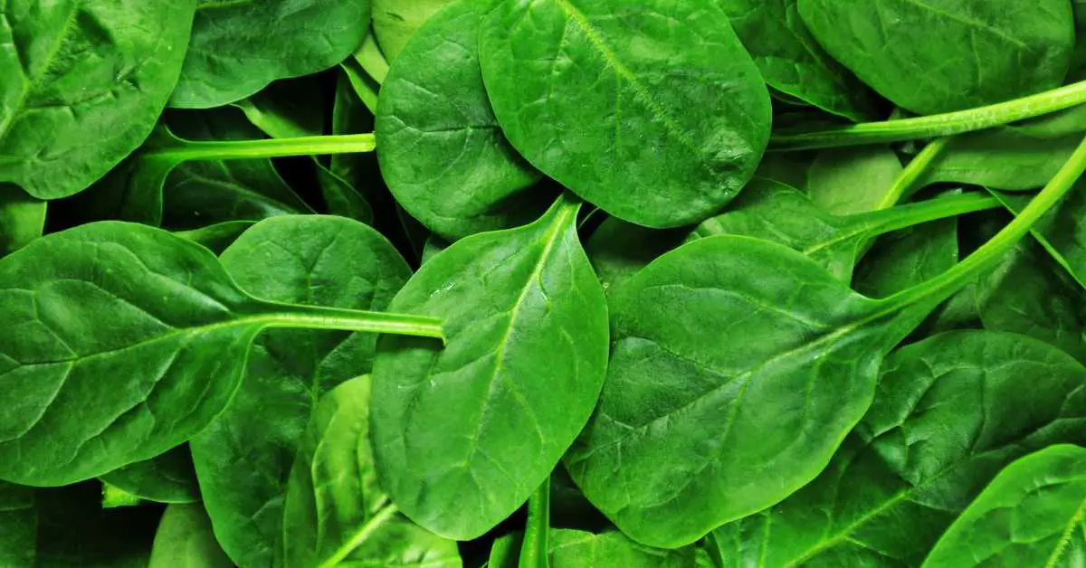 How To Grow Spinach Indoors