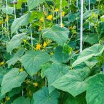 How to Grow Cucumbers in Raised Beds