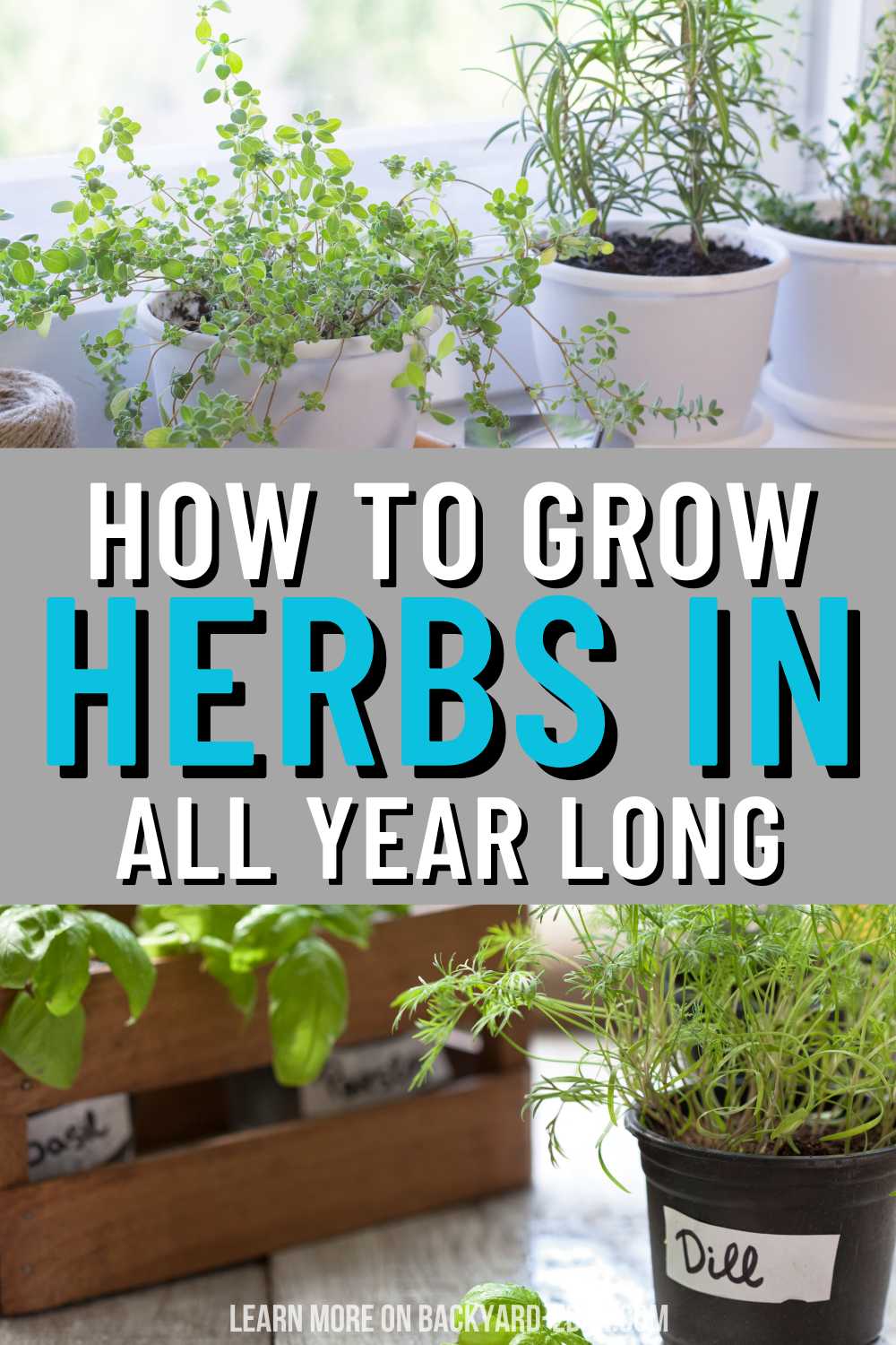 How to Grow Herbs Indoors - Backyard Eden