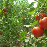 How To Grow Tomatoes Vertically