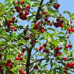 How To Grow A Cherry Tree From a Pit