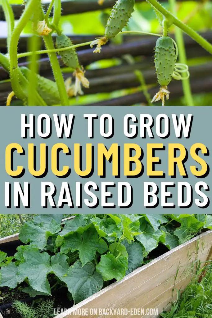 how to grow cucumbers in raised beds