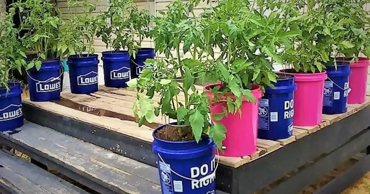 How to Grow Tomatoes In 5 Gallon Buckets