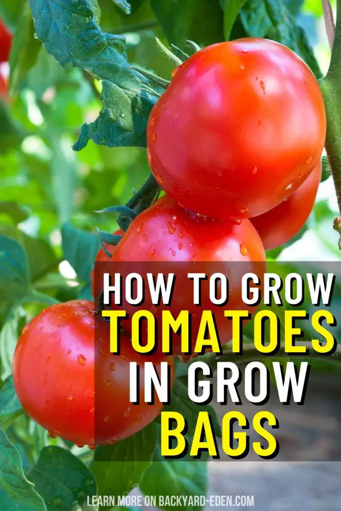 how to grow tomatoes in grow bags