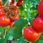 How to Grow Tomatoes in Pots (Secrets Revealed)