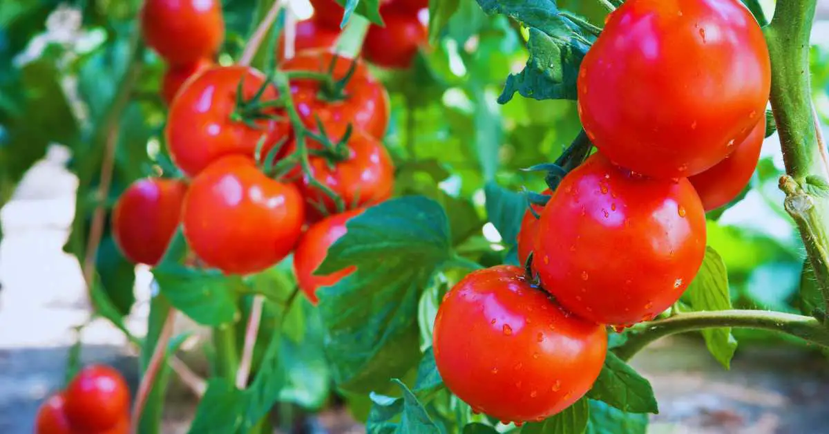 How to Grow Tomatoes in Pots (Secrets Revealed)