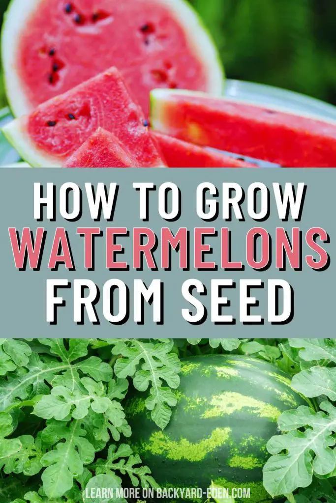 How to grow watermelon from seed