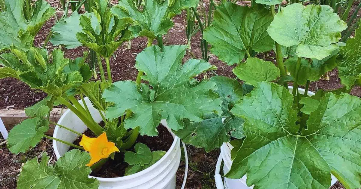 How to Grow Zucchini in a 5 Gallon Bucket