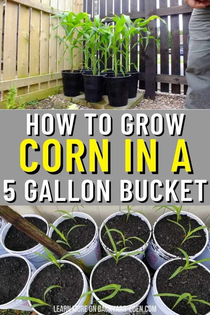 how to grow corn in a 5 gallon bucket
