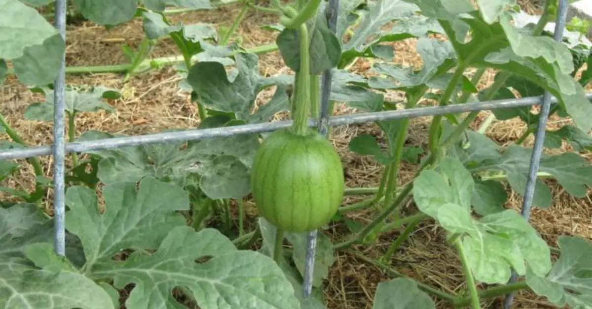 How To Grow Watermelon Vertically