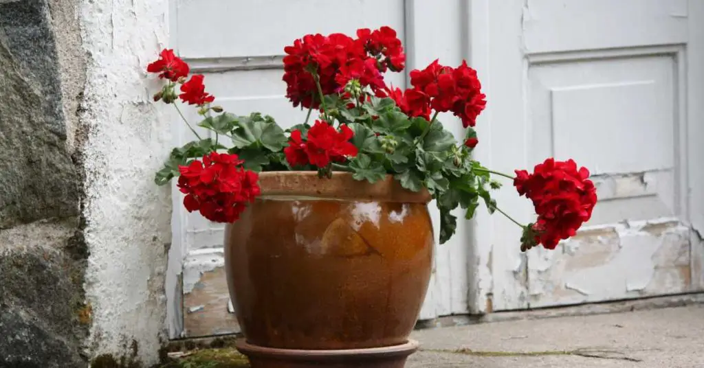 best potted flowers for patio