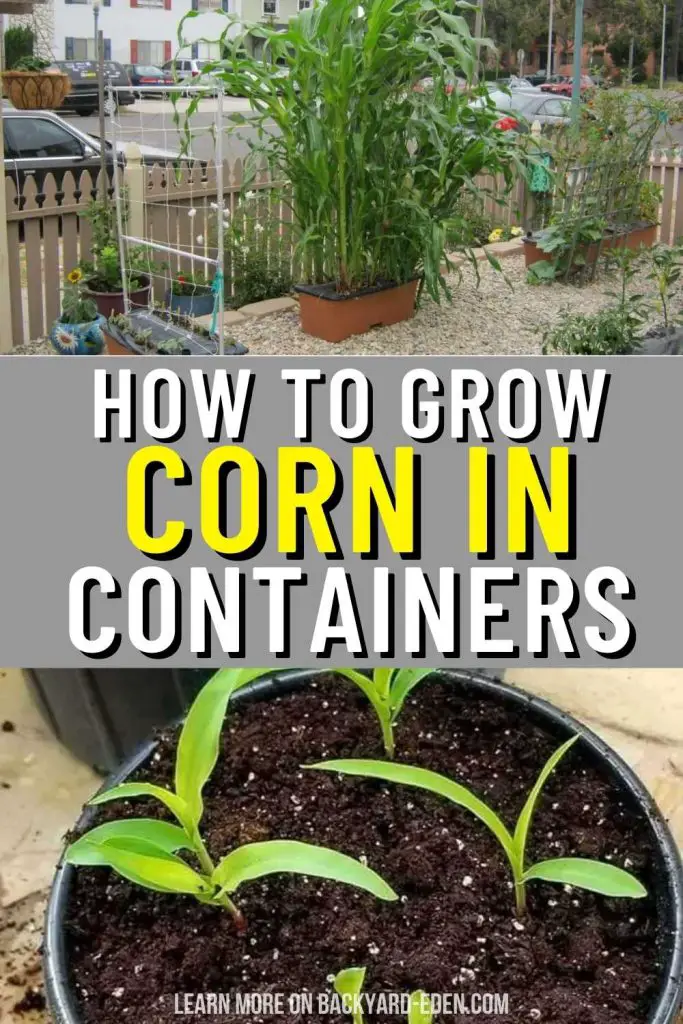 how to grow corn in containers