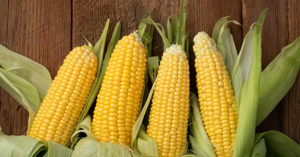 how to grow corn from seeds