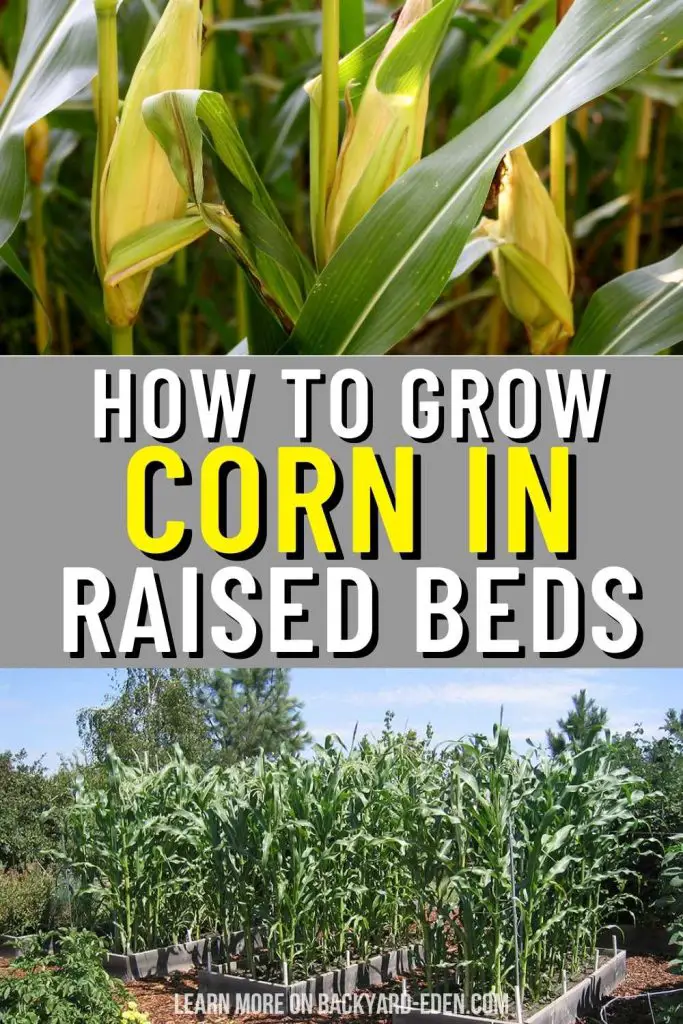 how to grow corn in raised beds
