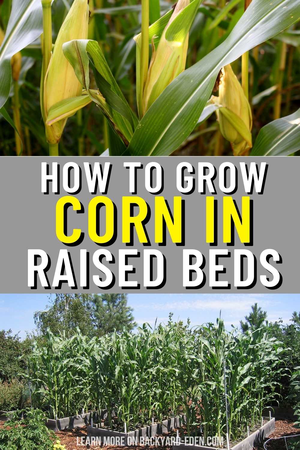 How To Grow Corn In Raised Beds - Backyard Eden